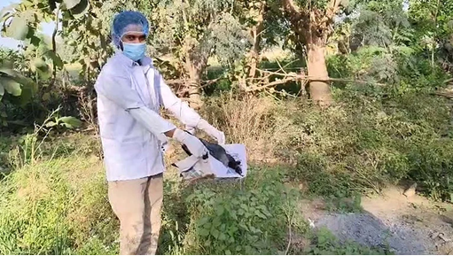 بہار میں 20کوّوں کی پراسرار موت، برڈ فلو کا شبہ مسترد