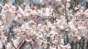 عید افطر کے پیش نظر سرینگر کی بادام واری میں بادام کے شگوفوں سے لطف اندوز ہونے کے لئے سیاحوں کا رش