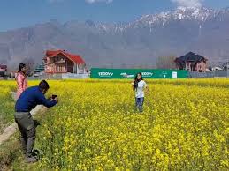 وادی کے شمال وجنوب میں سرسوں کے لہلاتے کھیت ، امسال فصل بھی بہتر