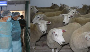 وزیر زراعت کا کھمبر میں شیپ بریڈنگ فارم کا دورہ اور آسٹریلیا سے درآمد شدہ ٹیکسل نسل کا معائینہ