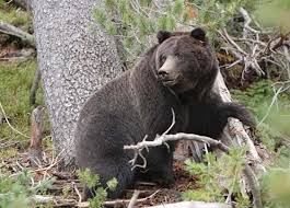 منڈی پونچھ میں خونخوار رنچھ کے حملے میں شہری زخمی