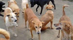 دیورلولاب میں آوارہ کتوں کی ہڑبونگ