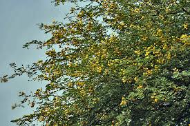 کیکر کے پھول اعلی کوالٹی شہد کے حصول کا ذریعہ