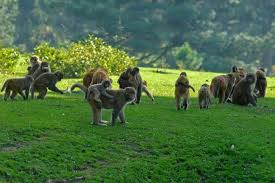 پہلگام میں بندروں اور ریچھوں کا راج قائم