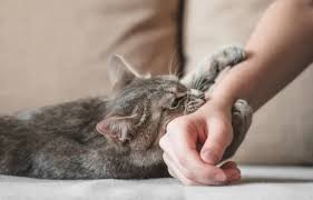 کشمیر میں بلیوںکے کاٹنے کے کیس کتوں سے آگے