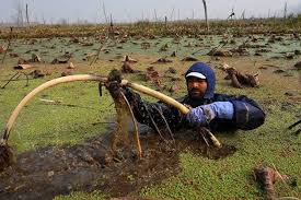 کشمیر میں ندرْو کی کاشت: سینکڑوں خاندانوں کا سہارا