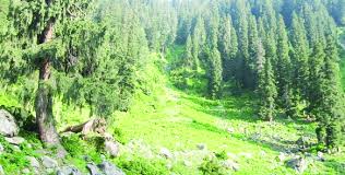 جموں وکشمیر کے جنگلوں میںکاٹے گئے درختوں کے مطابق شجرکاری نہ ہونے کا سنسنی خیز انکشاف