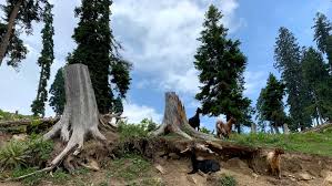 جموں کشمیر میں82 ہزار درختوں کی کٹائی کا اعتراف