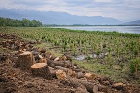 1.35 lakh willows cut down in Willar Lake