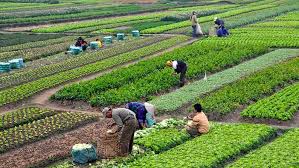 جموں و کشمیر کی 70 فیصد آبادی کا ذریعہ معاش زراعت