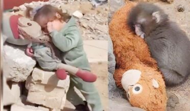 دنیا کا دہرا معیار: ننھے بندر پر آنسو اور غزہ کی مظلوم بچی پر خاموشی