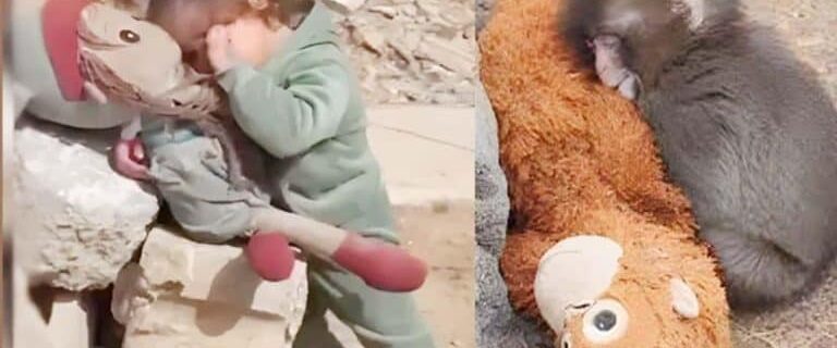 دنیا کا دہرا معیار: ننھے بندر پر آنسو اور غزہ کی مظلوم بچی پر خاموشی
