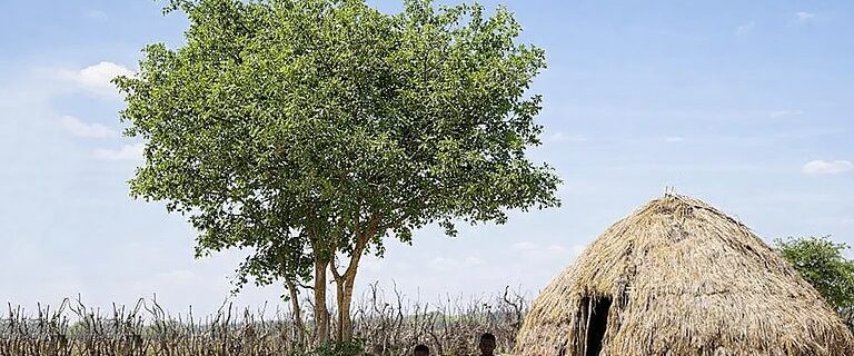 معمول سے پہلے گرمی! پنجاب، ہریانہ اور دہلی کے درجہ حرارت میں اضافہ، ہولی کے آس پاس بلے گا موسم