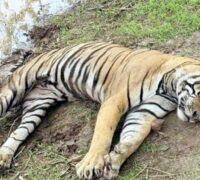 مہلک وائرس اور بیکٹیریا کے باعث 72 ٹائیگرز ہلاک