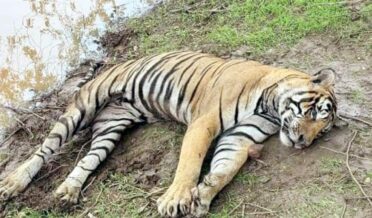 مہلک وائرس اور بیکٹیریا کے باعث 72 ٹائیگرز ہلاک