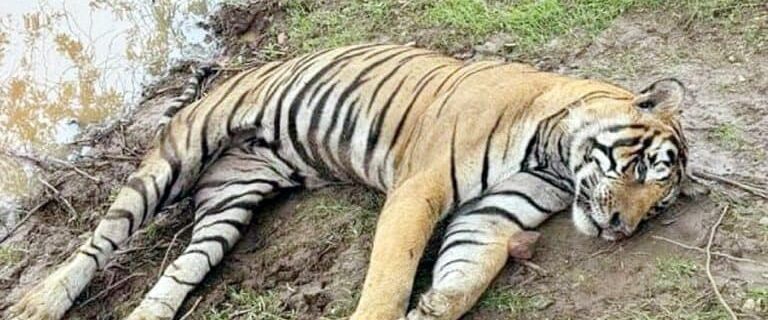 مہلک وائرس اور بیکٹیریا کے باعث 72 ٹائیگرز ہلاک