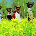 جموں و کشمیر میں خواتین کی بڑی تعداد زرعی شعبے سے وابستہ