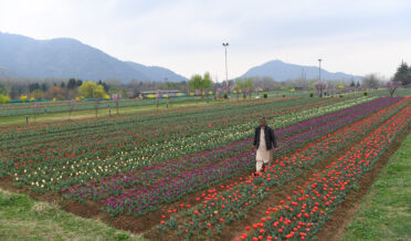 tulip_garden_2026_dooran