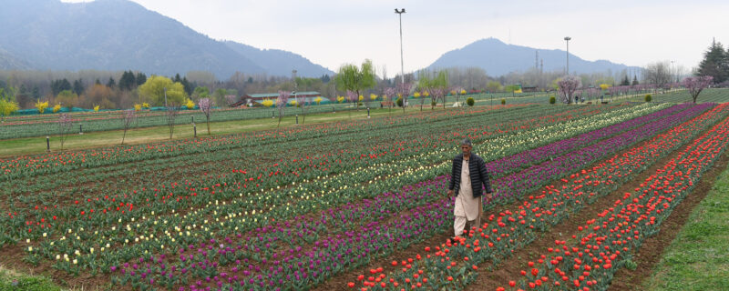 tulip_garden_2026_dooran