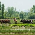 جموں و کشمیر میں زرعی گھرانوں کی اوسط ماہانہ آمدنی 18,918 روپے