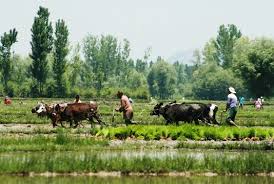 جموں و کشمیر میں زرعی گھرانوں کی اوسط ماہانہ آمدنی 18,918 روپے