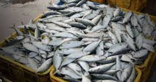 شوپیاں میں ماہی گیری کو فروغ دینے کے لیے آئس بکس تقسیم