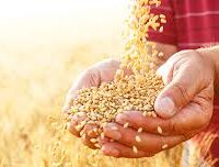 راشن کی تقسیم کاری نظام