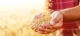 راشن کی تقسیم کاری نظام