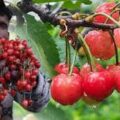 cherry