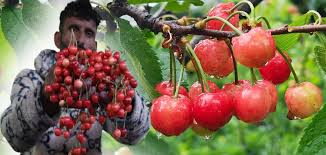 cherry