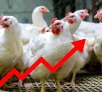 مرغ کی قیمتوں میں بے قابو اضافہ، عام آدمی کی پہنچ سے باہر