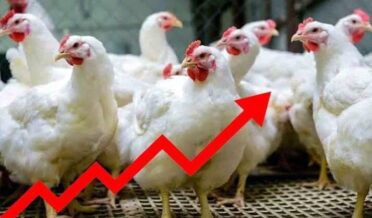 مرغ کی قیمتوں میں بے قابو اضافہ، عام آدمی کی پہنچ سے باہر