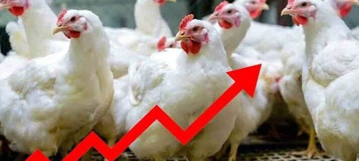 مرغ کی قیمتوں میں بے قابو اضافہ، عام آدمی کی پہنچ سے باہر