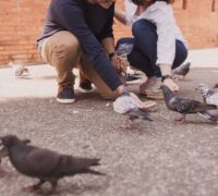 زیارت گاہوں میں پرندوں کو دانہ ڈالنے اور کھانے کی تقسیم پر پابندی عائد کردی گئی
