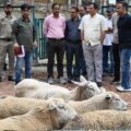 جاوید ڈار نے کھمبر فارم میں شیپ بریڈنگ کے اقدامات کا جائزہ لیا