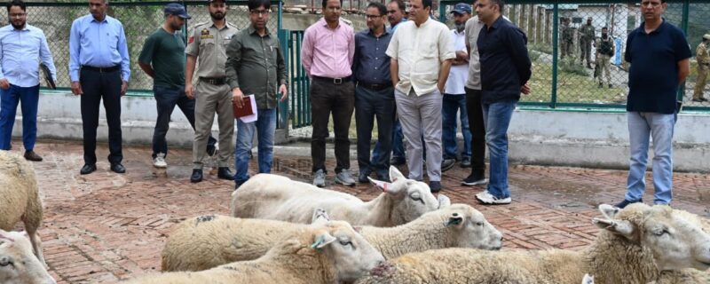 جاوید ڈار نے کھمبر فارم میں شیپ بریڈنگ کے اقدامات کا جائزہ لیا