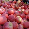 کشمیر کے سیب کی ریل کے ذریعے نقل و حمل کا منصوبہ خوش آئند/ زرعی ماہرین