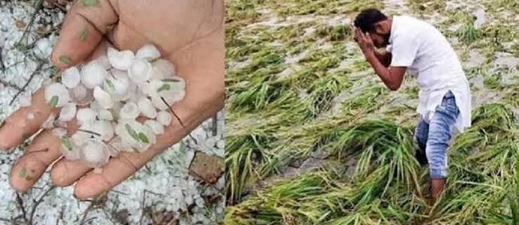حکومت ژالہ باری سے متاثرہ تمام اہل کسانوں کو مالی اِمداد فراہم کرے گی