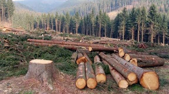 لولاب میں غیر قانونی درختوں کی کٹائی،2برسوں میں 40 ایف آئی آر درج/حکومت